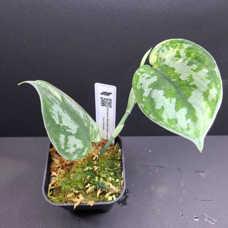 Scindapsus Bakudapati (base:exotica) from Indonesia
