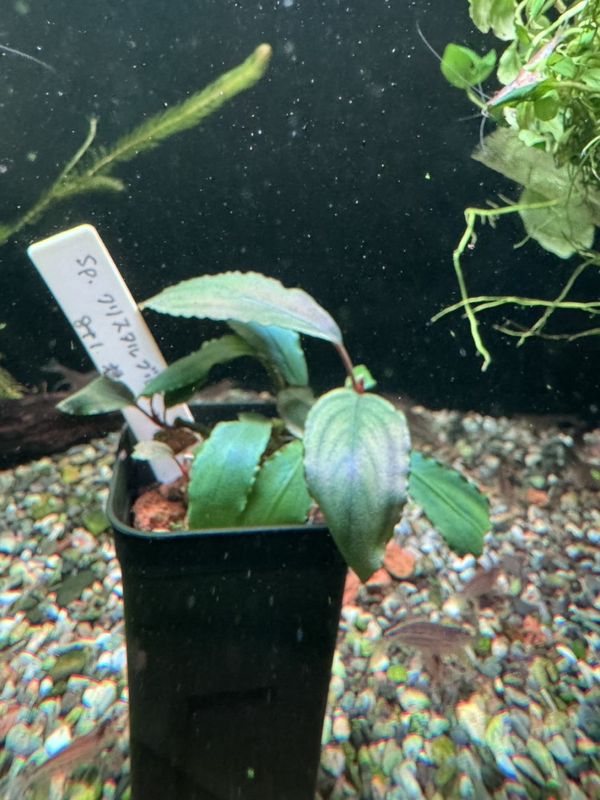 水草,ブセファランドラ | Aquarium TALLMAN