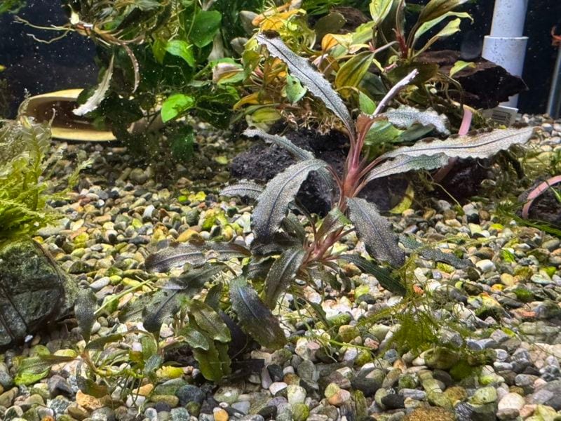 水草,ブセファランドラ | Aquarium TALLMAN