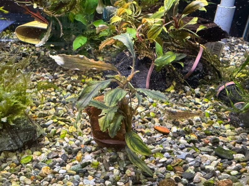 水草,ブセファランドラ | Aquarium TALLMAN