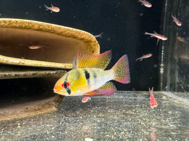 Limited Shop Man | Aquarium TALLMAN