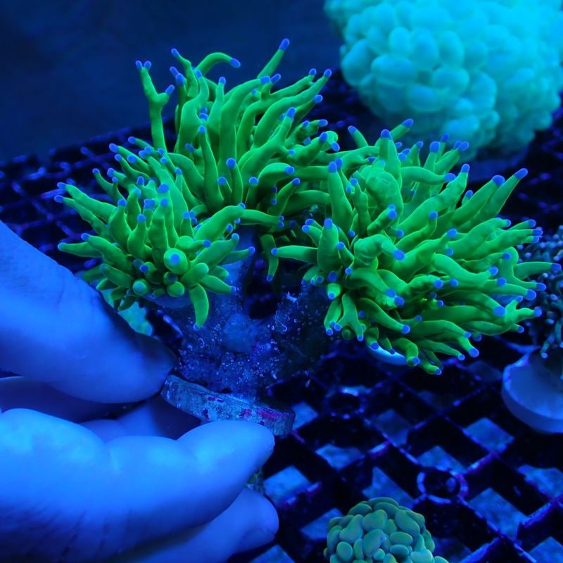No.2　Holygrail Torchcoral　2ヘッド