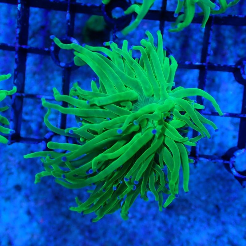 No.3　Holygrail Torchcoral　1ヘッド