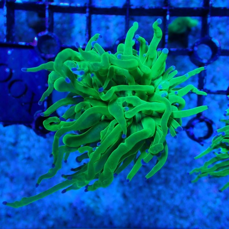 No.4　Holygrail Torchcoral　1ヘッド