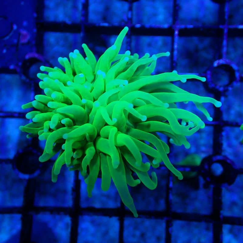 No.5　Holygrail Torchcoral　1ヘッド