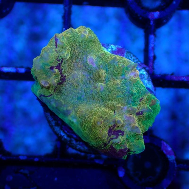 サンゴ,LPS Coral,LPSフラグ | Aquarium TALLMAN