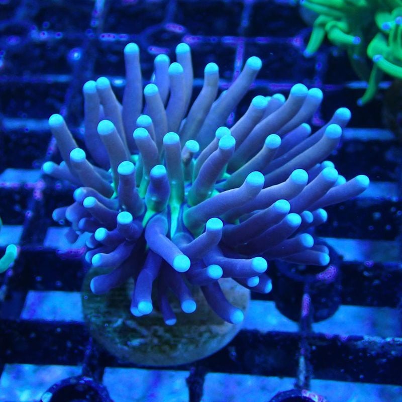 No.1　NY Knicks Torchcoral