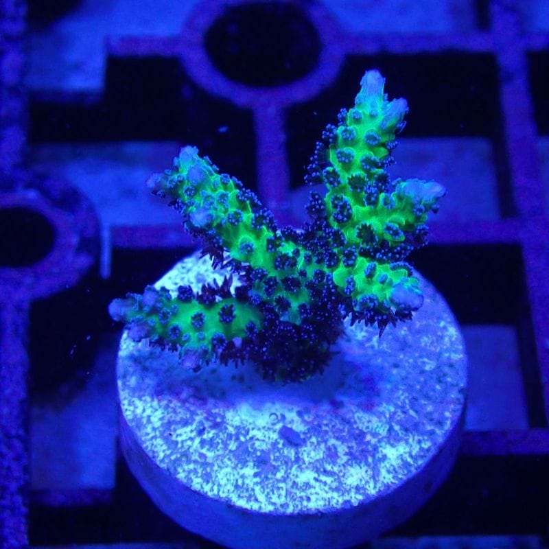 No1　purplepolyp green birdnest