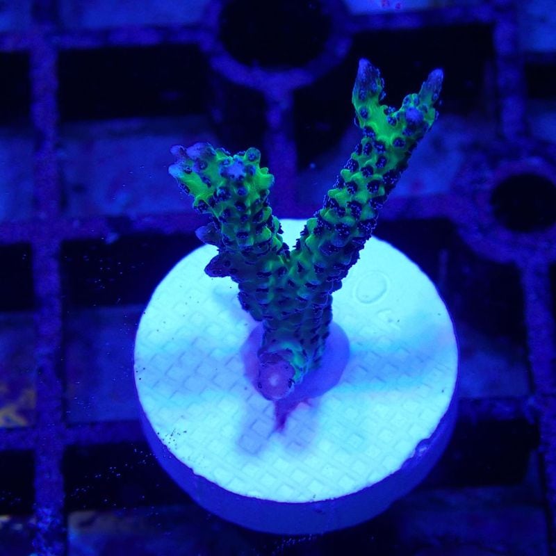 No2　purplepolyp green birdnest