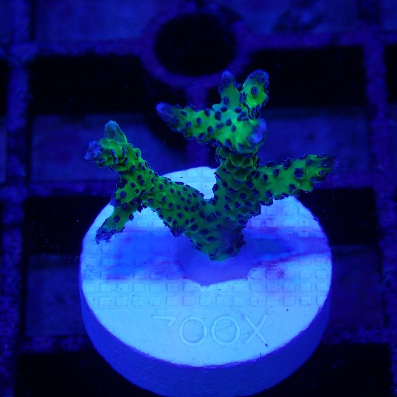 No3　purplepolyp green birdnest