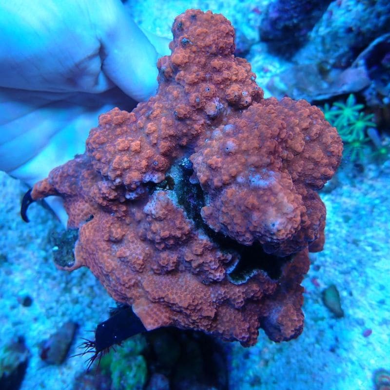 Montipora informis.Red