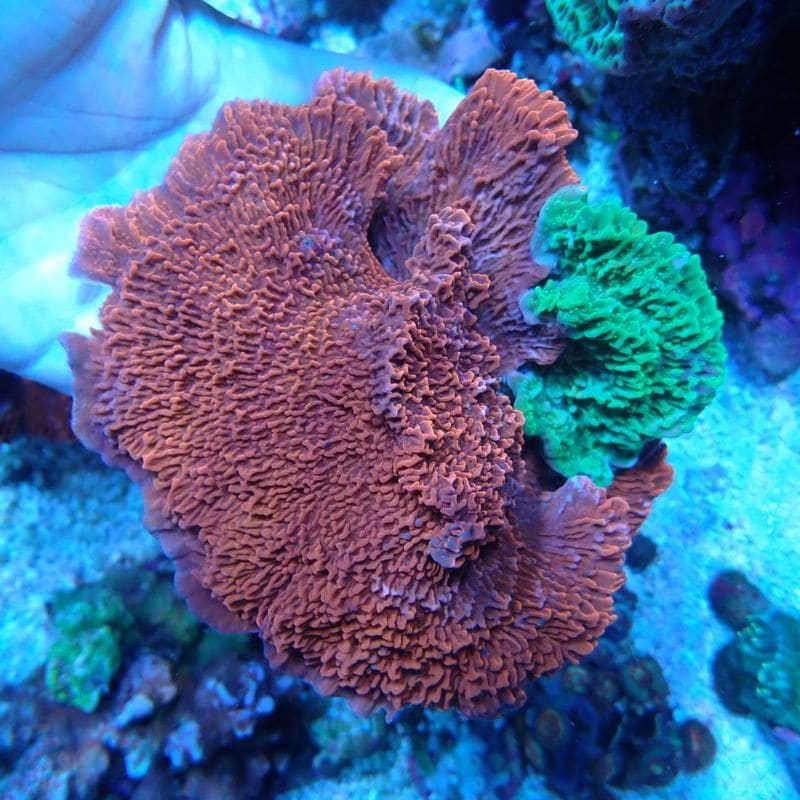 No.1 ウスコモンサンゴ　Red&Green