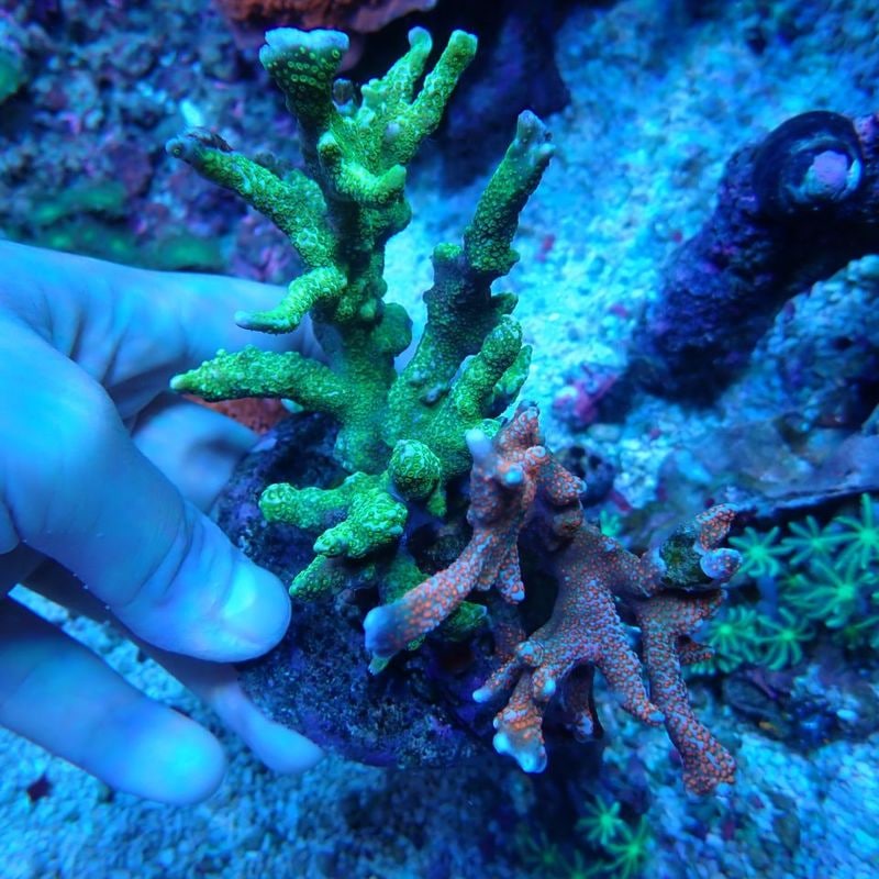 No.1 Montipora digitata. Orange&Green