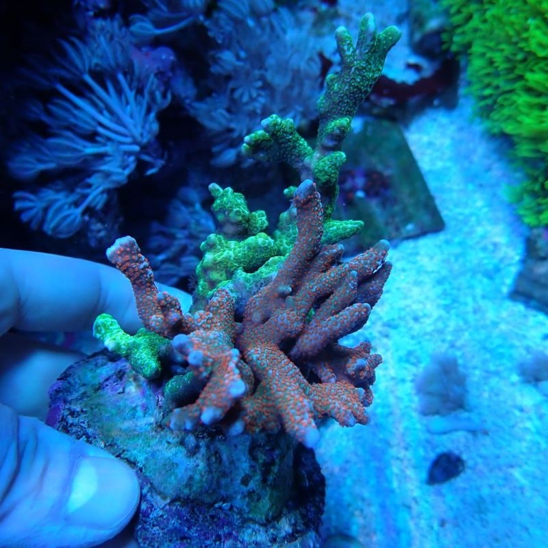 No.2 Montipora digitata. Orange&Green