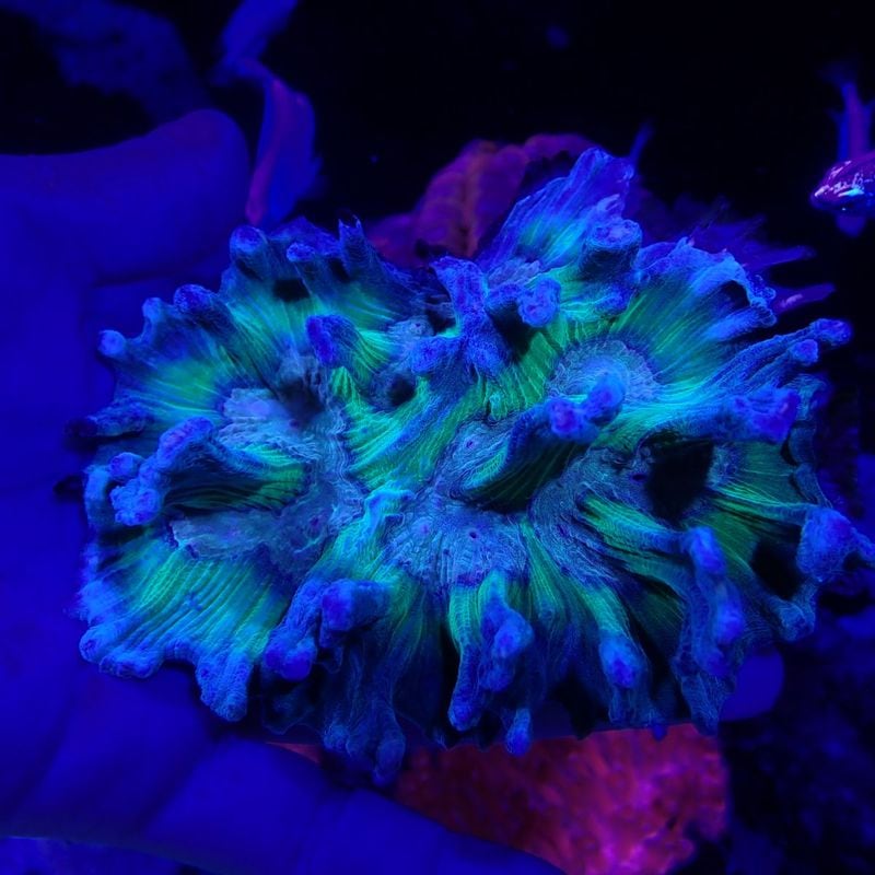ウミバラサンゴ