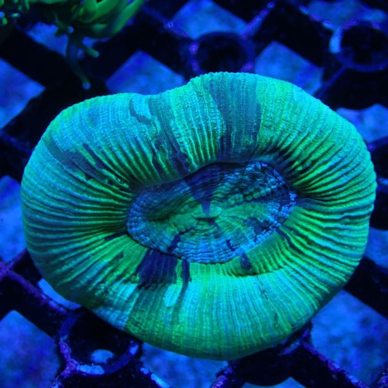 ZOOX Reef Nano Mini(リーフナノミニ) ※海水小型水槽用ライト | 海水