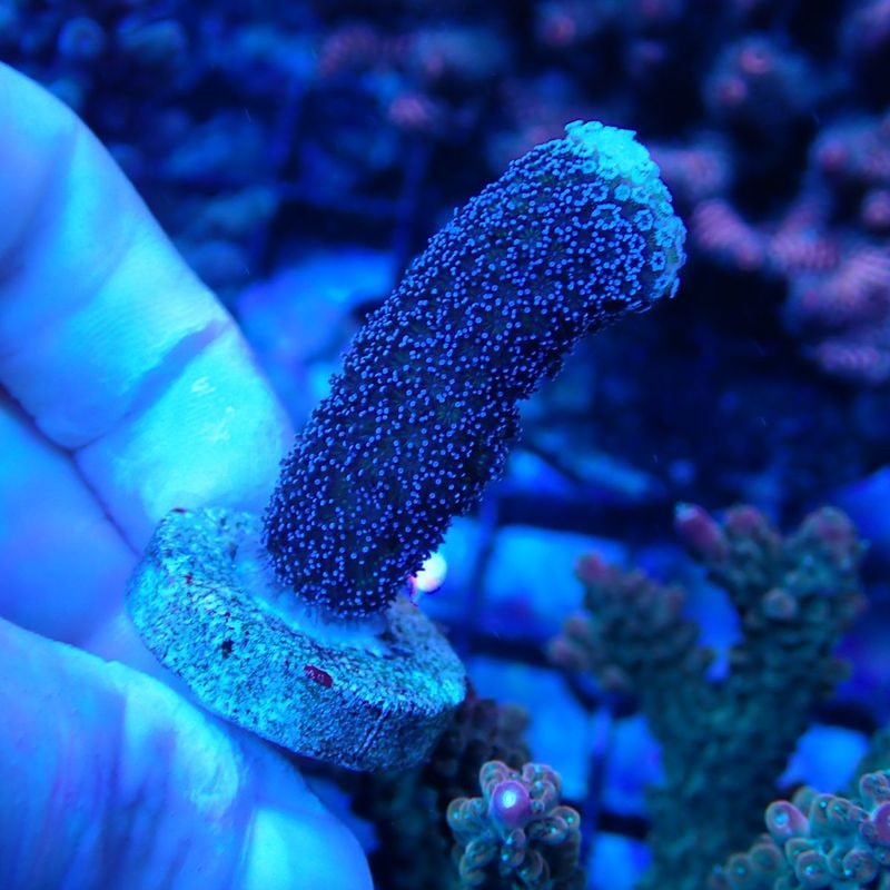ZOOX Reef Nano 3(リーフナノ3) | 海水用品,照明,照明本体 | Aquarium