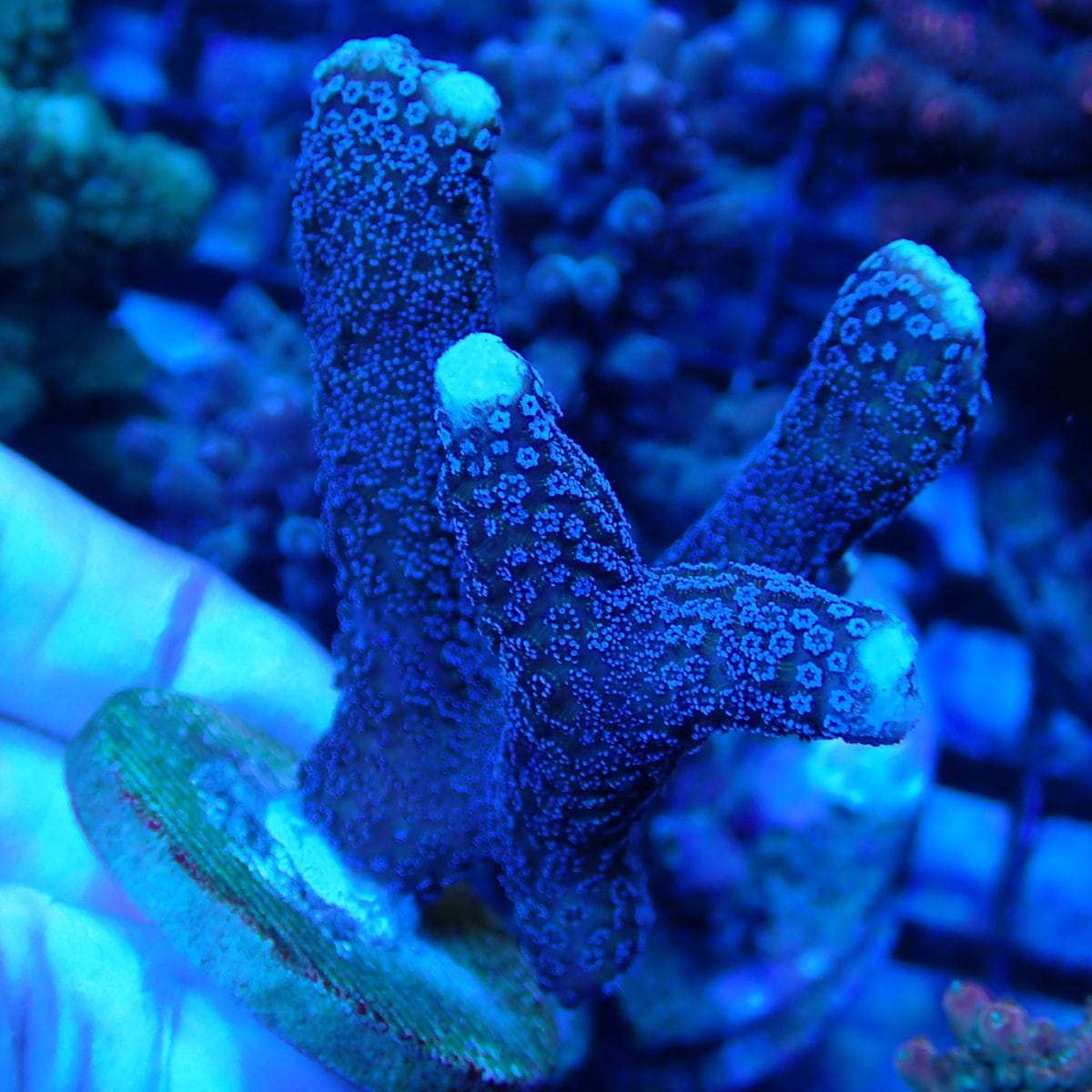 No.3 ショウガサンゴ　blue