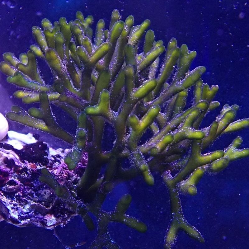 Chihiros LED WRGB2 60 | アクアリウム用品,照明 | Aquarium TALLMAN
