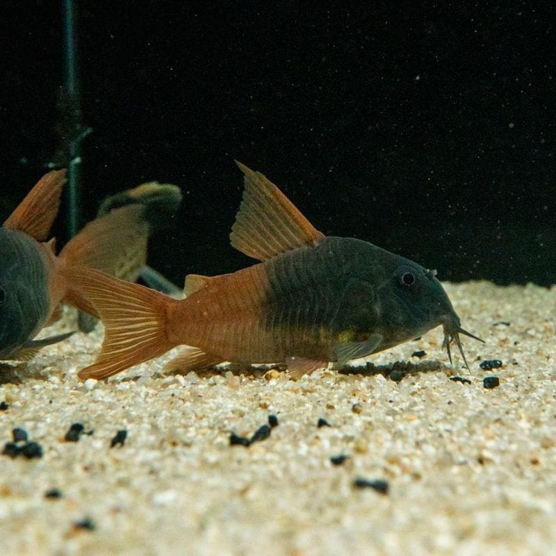 熱帯魚(淡水魚),コリドラス,ワイルド | Aquarium TALLMAN
