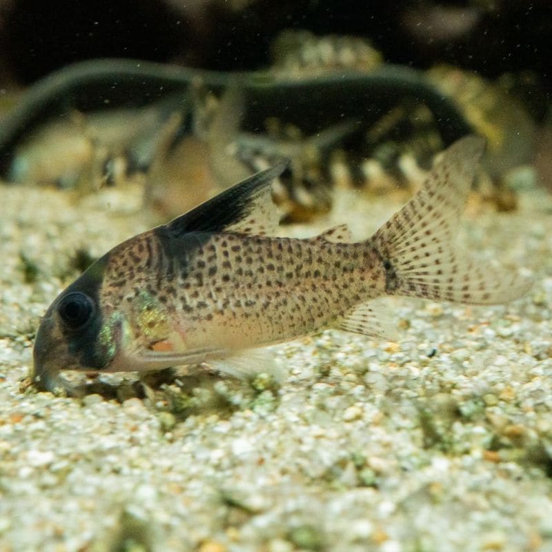 熱帯魚(淡水魚),コリドラス,ワイルド | Aquarium TALLMAN