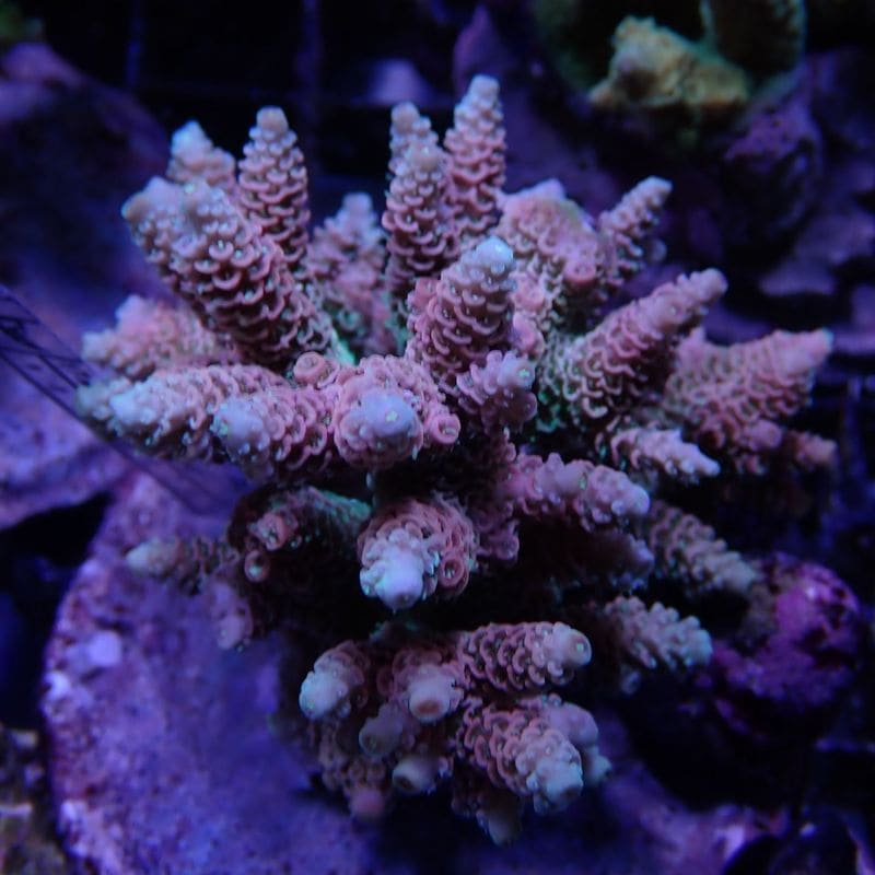 No.2 Acropora millepora.