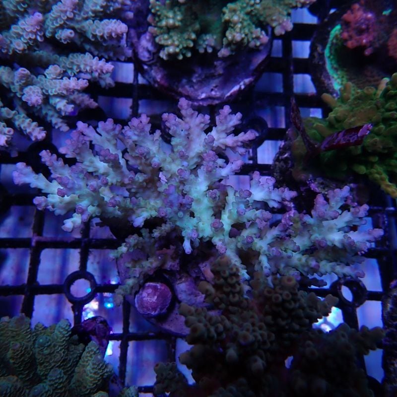 No.5 Acropora desalwii.