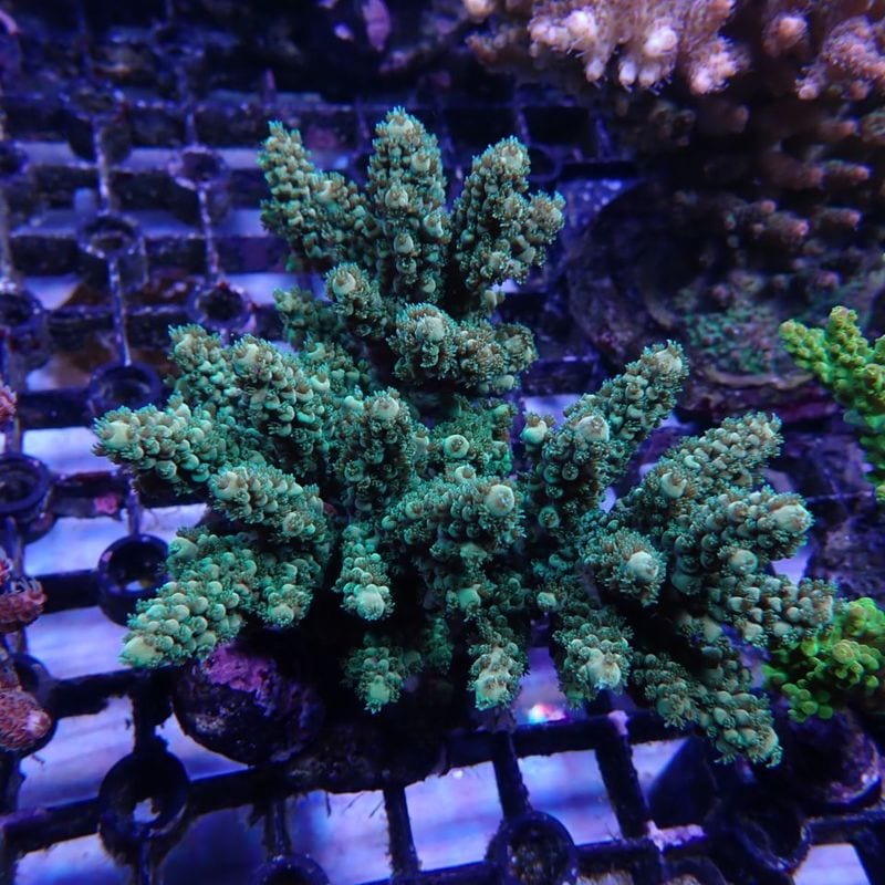サンゴ | Aquarium TALLMAN