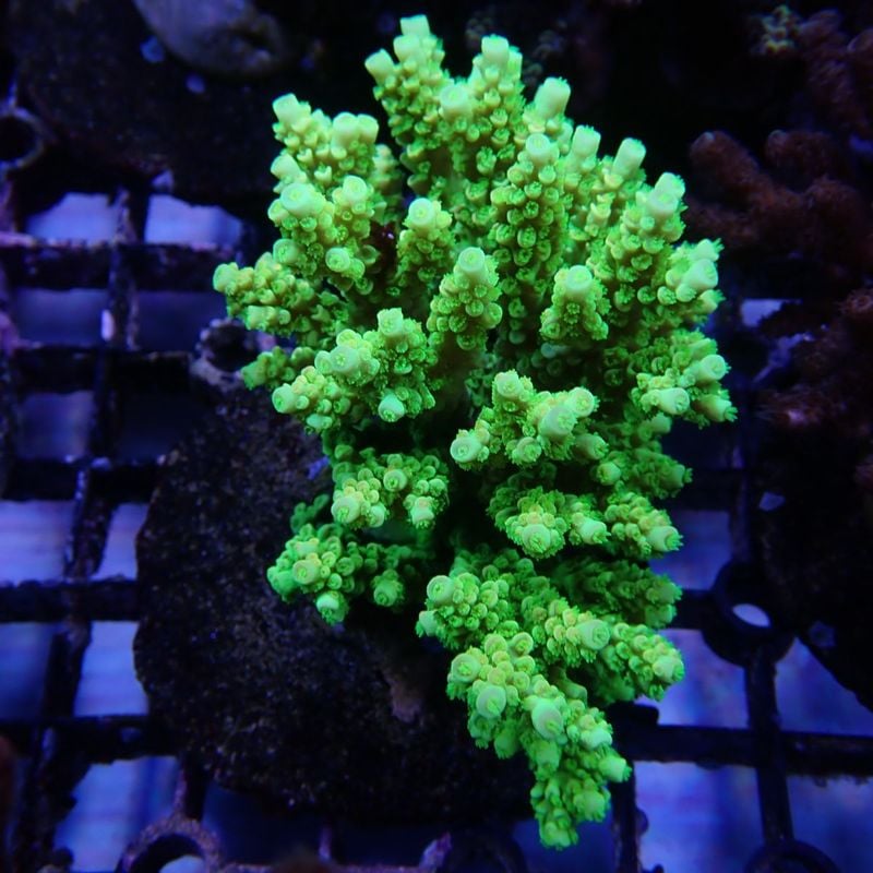 サンゴ,SPS Coral,ミドリイシ | Aquarium TALLMAN