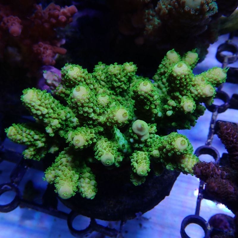 サンゴ,SPS Coral,ミドリイシ | Aquarium TALLMAN