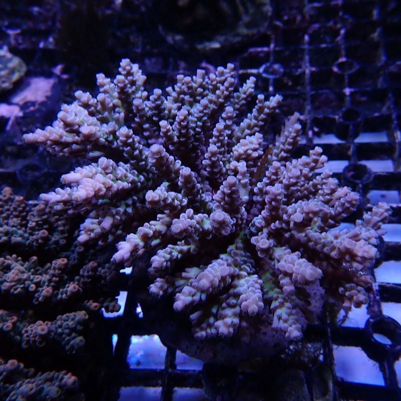 サンゴ,SPS Coral,ミドリイシ | Aquarium TALLMAN