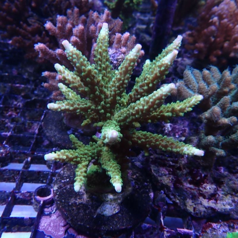 サンゴ | Aquarium TALLMAN