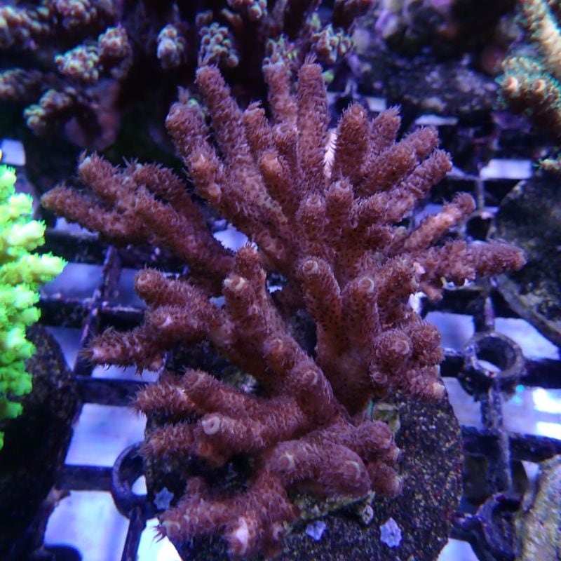 サンゴ,SPS Coral,ミドリイシ | Aquarium TALLMAN
