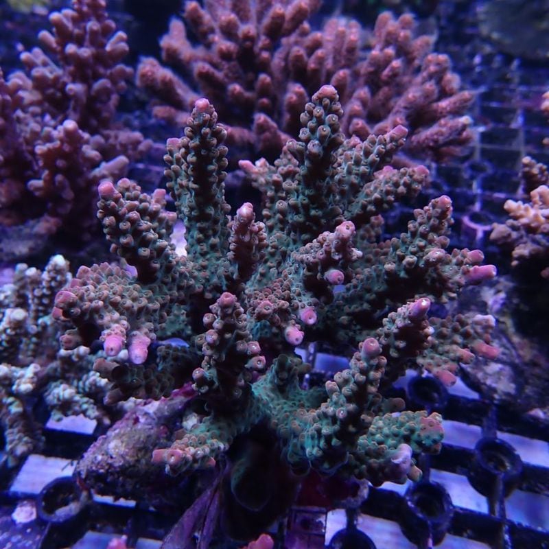 サンゴ,SPS Coral,ミドリイシ | Aquarium TALLMAN
