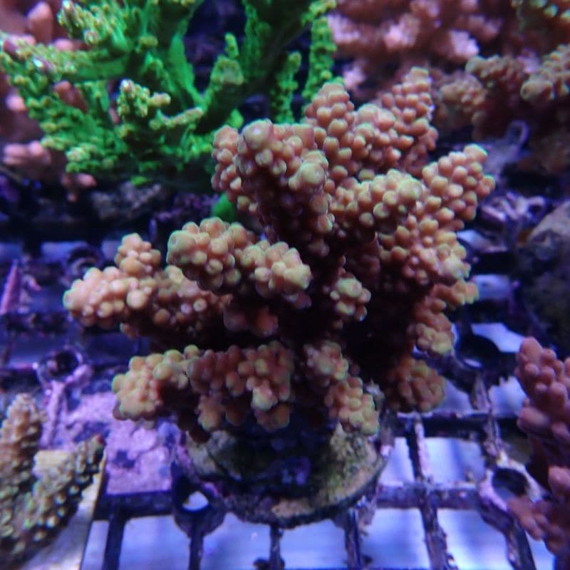 EcoFeed3 | 海水用品,メンテナンス・アクセサリー | Aquarium TALLMAN