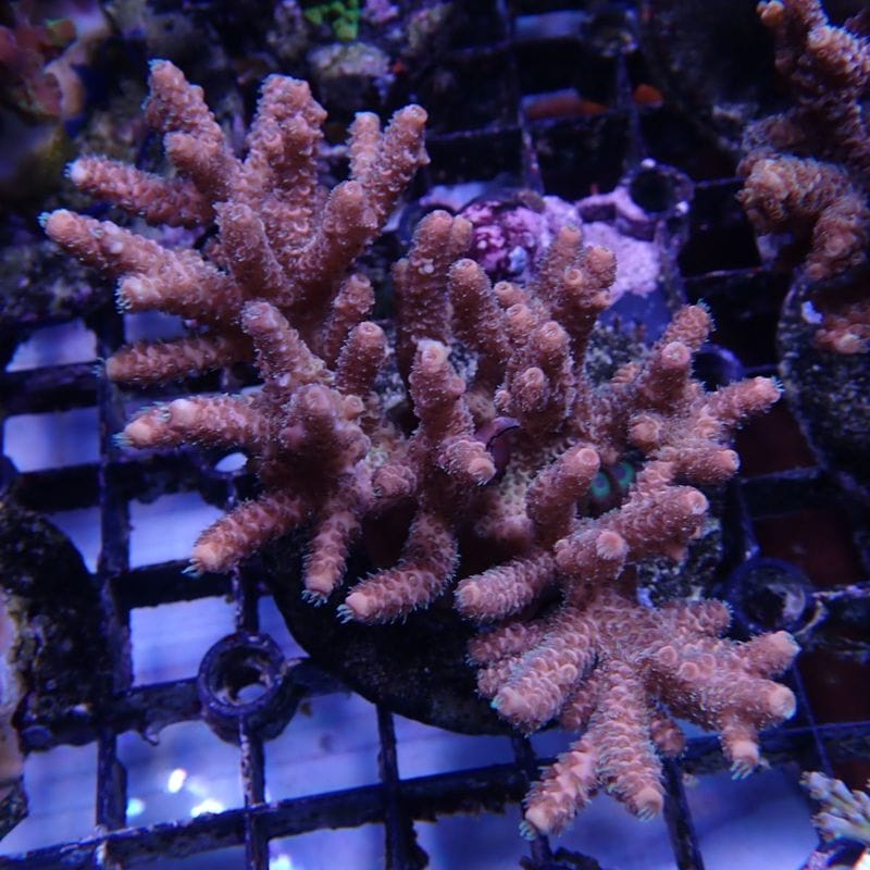 TALLMAN ”Siels COLOR(シエルスカラー)” For W30×H24cm | アクアリウム
