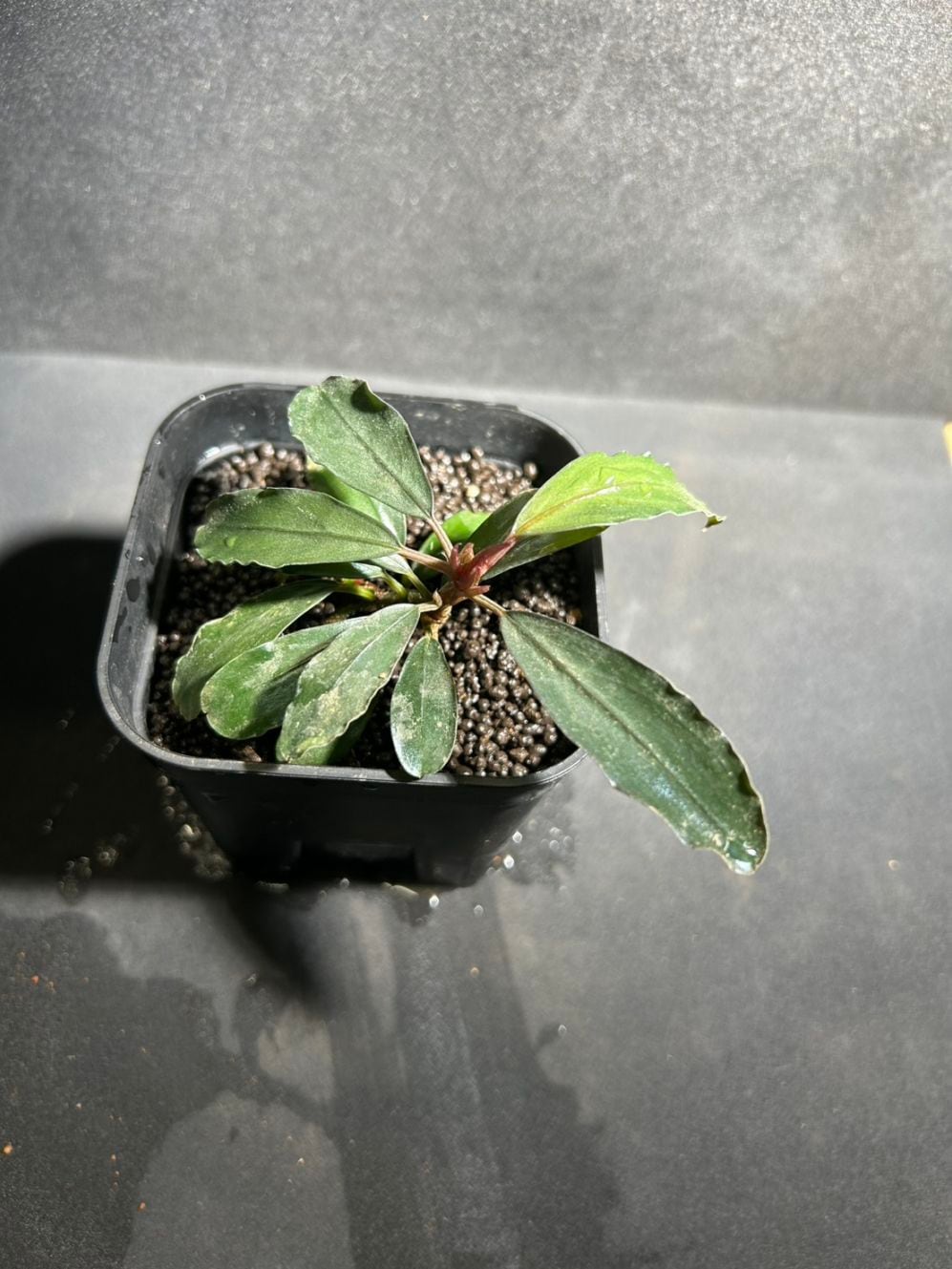 Bucephalandra sp. 