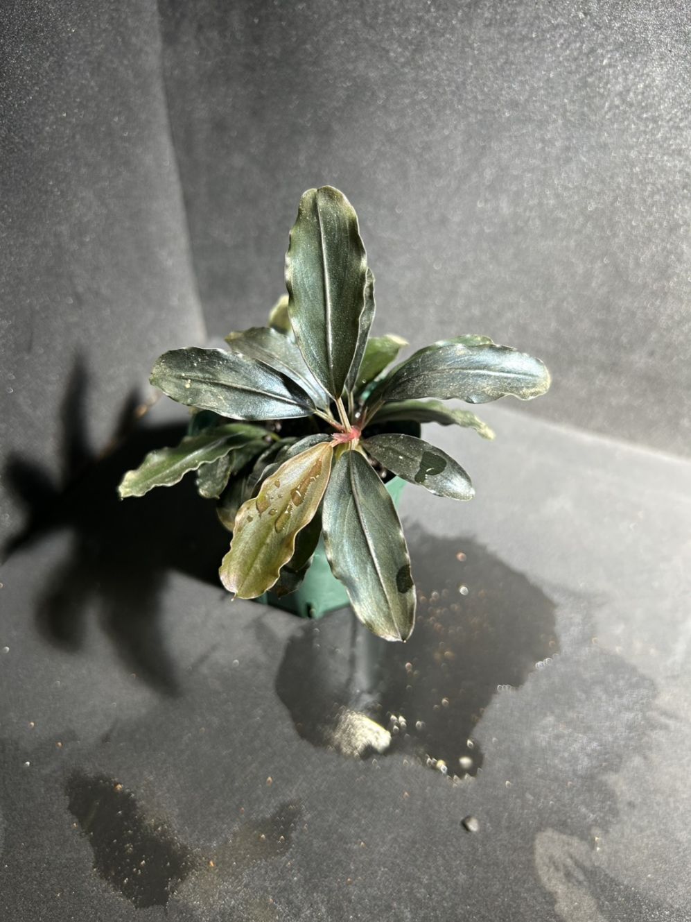Bucephalandra sp.