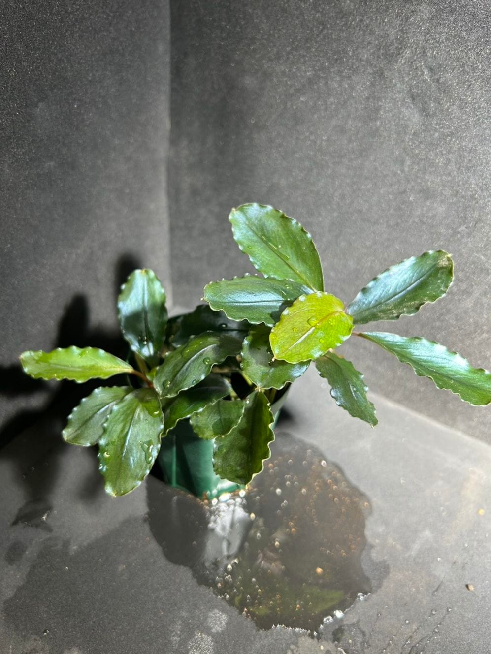 Bucephalandra sp. Blue melon （ブセファランドラsp.ブルーメロン