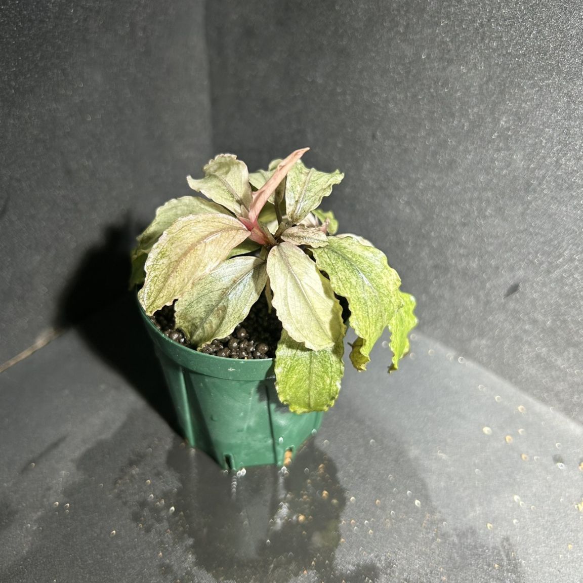Bucephalandra sp.