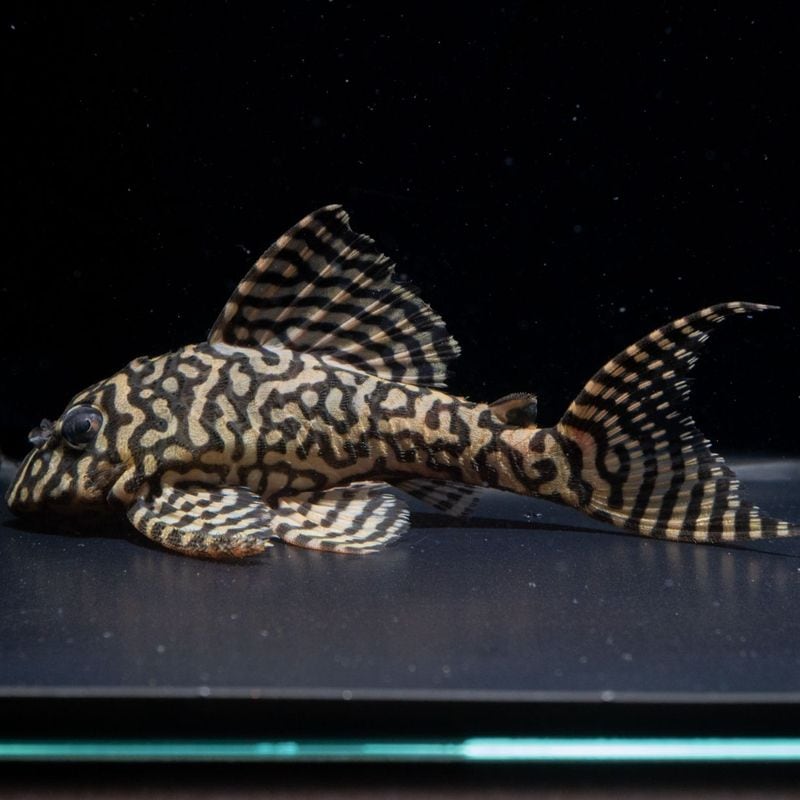 キンペコ　9匹 熱帯魚(淡水魚),プレコ（キンペコ） | Aquarium TALLMAN