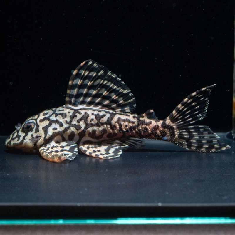 熱帯魚(淡水魚),プレコ（キンペコ） | Aquarium TALLMAN
