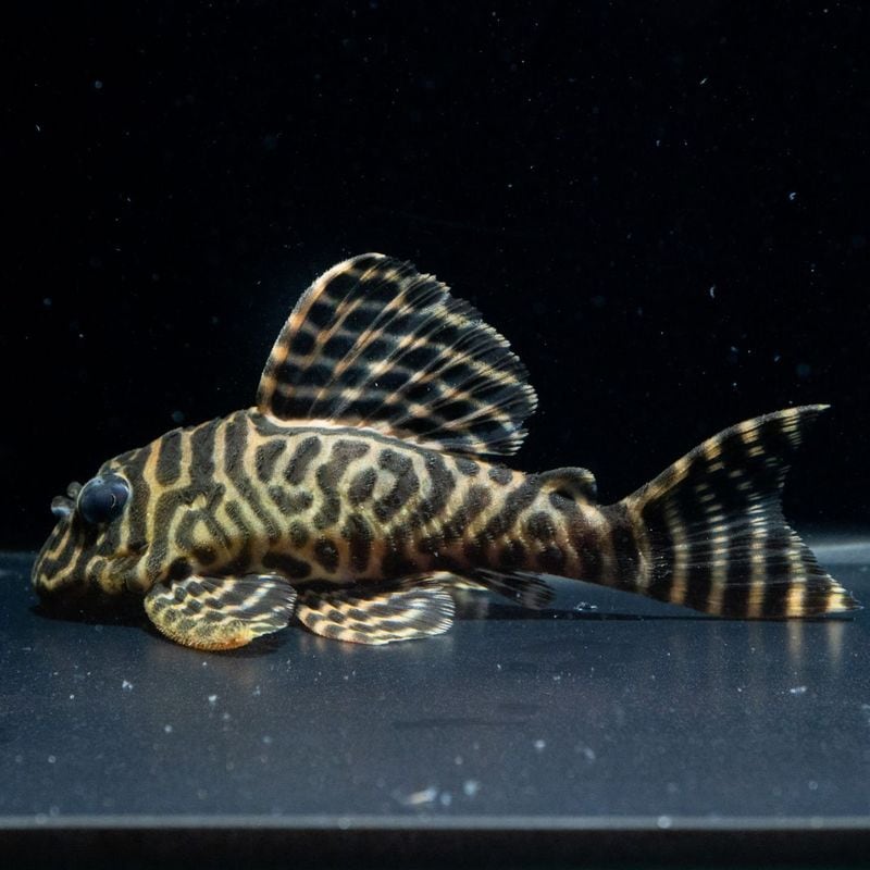 熱帯魚(淡水魚),プレコ(キンペコ) | Aquarium TALLMAN 熱帯魚(淡水魚),プレコ(キンペコ) | Aquarium TALLMAN