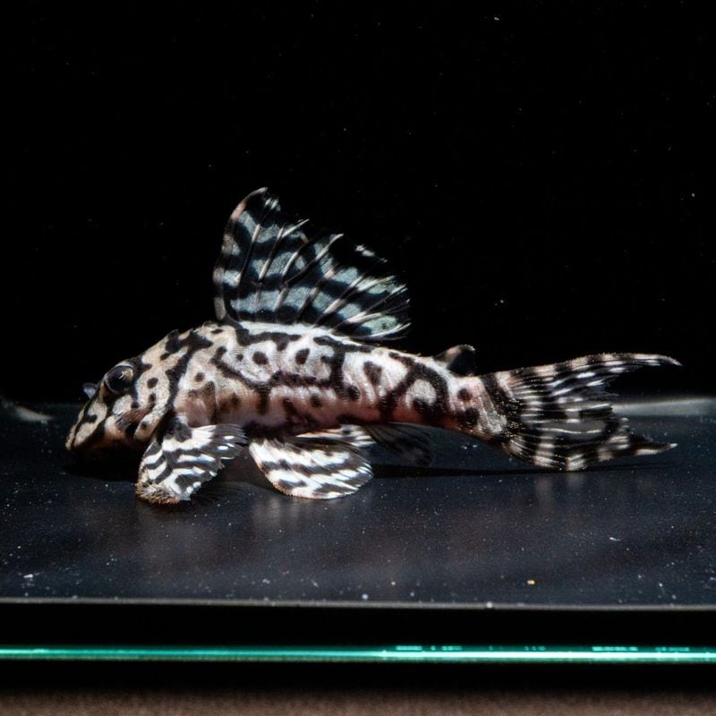 熱帯魚(淡水魚),プレコ(キンペコ) | Aquarium TALLMAN 熱帯魚(淡水魚),プレコ(キンペコ) | Aquarium TALLMAN