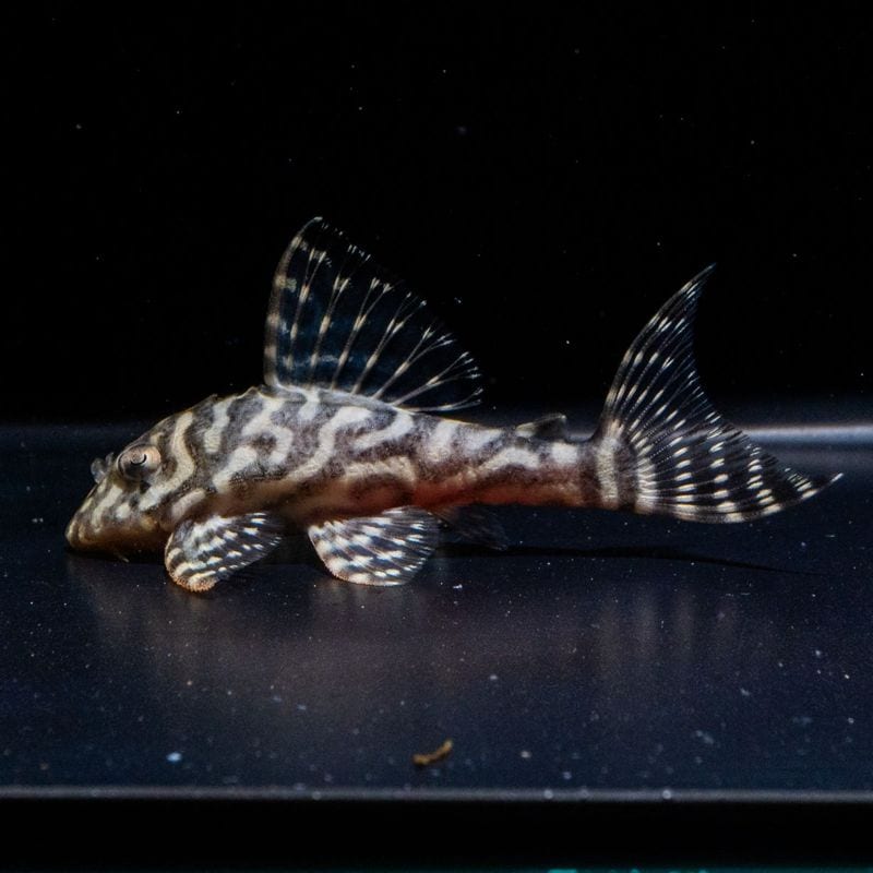 熱帯魚(淡水魚),プレコ（キンペコ） | Aquarium TALLMAN