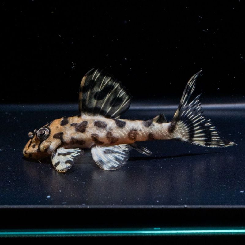 熱帯魚(淡水魚),プレコ（キンペコ） | Aquarium TALLMAN