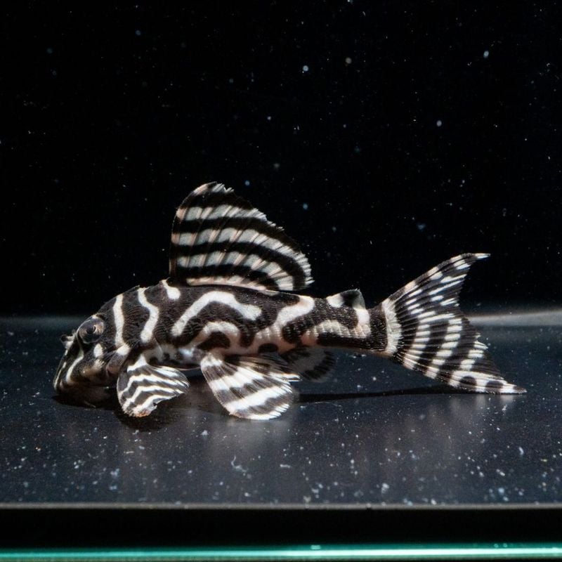 熱帯魚(淡水魚),プレコ（キンペコ） | Aquarium TALLMAN