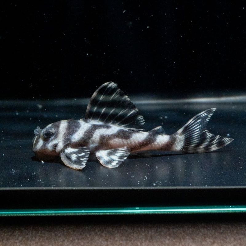 熱帯魚(淡水魚),プレコ（キンペコ） | Aquarium TALLMAN