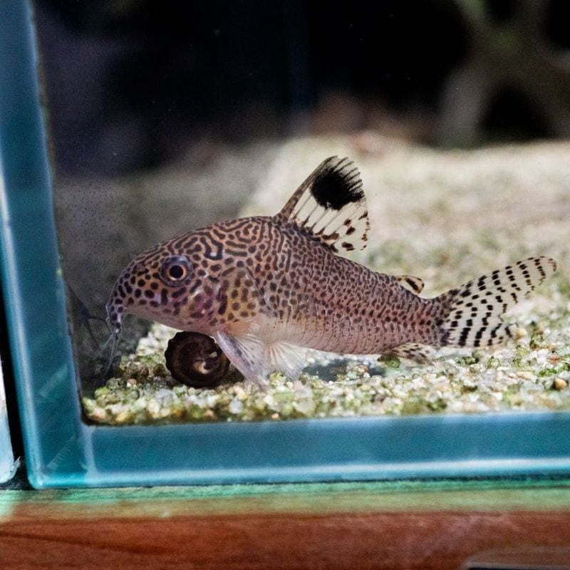 熱帯魚(淡水魚),コリドラス,ワイルド | Aquarium TALLMAN