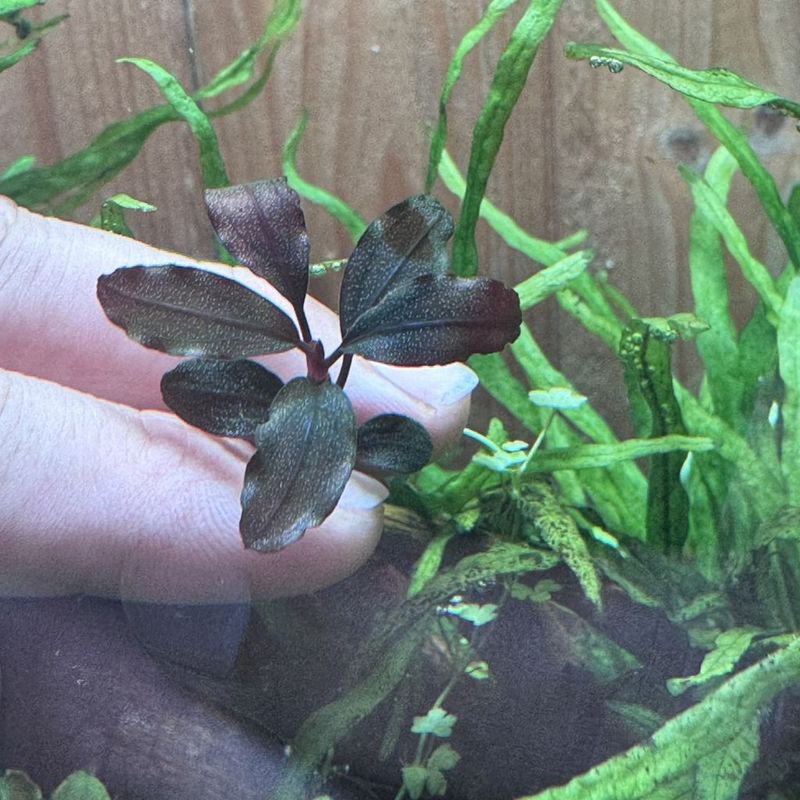 水草,ブセファランドラ | Aquarium TALLMAN